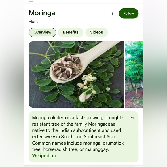 Moringa tree, baby. Nice route and bulb system so it has enough energy to ship. - Picture 11 of 12